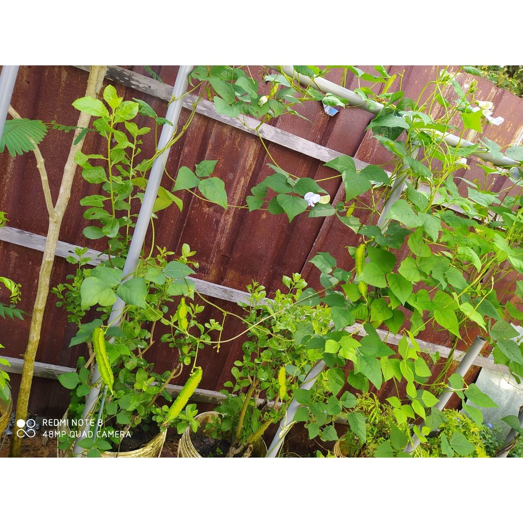 BIJI BENIH KACANG BOTOL 8Pcs RENEK / ASAPARAGUS PEA BOLEH TANAM DALAM PASU kacang kelisa vegetable seed 四角豆种子蔬菜種子 sayur - Image 7