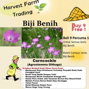 Biji Benih Bunga Corncockle 50Pcs+- Agrostemma Githago flower seeds sunflower seed benih bunga matahari 麦仙翁種子花种子 sayuran