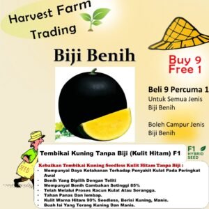 Benih Tembikai Kuning Tanpa Biji 10pcs kulit hitam Seedless Watermelon 无籽西瓜种子水果蔬菜种子 biji benih tembikai tanpa biji merah