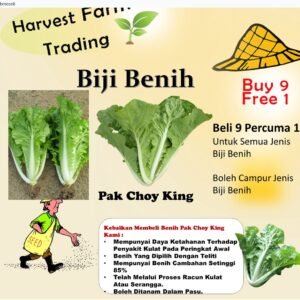 Biji benih Pak choy ong king 150pcs +- 皇帝白菜王小白菜种子種子 Biji Benih Pak Choi Kerinting chinese cabbage seeds sayur vegetable