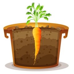 Biji Benih Lobak Merah 250pcs 蔬菜种子红萝卜種子菜籽 red carrot seed Raddish seeds kangkung sayur sayuran hijau pelbagai vegetables - Image 3