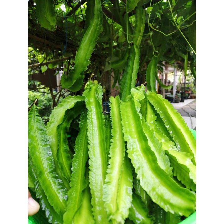 BIJI BENIH KACANG BOTOL 8Pcs RENEK / ASAPARAGUS PEA BOLEH TANAM DALAM PASU kacang kelisa vegetable seed 四角豆种子蔬菜種子 sayur - Image 4