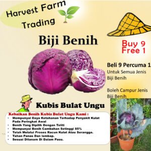 Benih Kubis Ungu 40Pcs+- biji benih kubis bulat merah purple red cabbage seed vegetable seeds 紫色包菜种子蔬菜種子 sayur sayuran