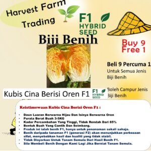 Biji Benih Kubis Cina Berisi Oren F1 100PCS +- Chinese cabbage seed vegetable seeds 红心大白菜种子
