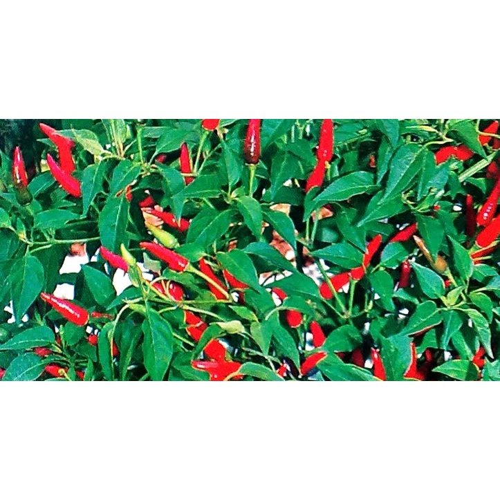 Biji Benih Cili Api 25 Biji Vegetable Seed Chili seeds 大小辣椒种子蔬菜種子 Plant padi kampung besar pedas kangkung pokok sayuran - Image 5