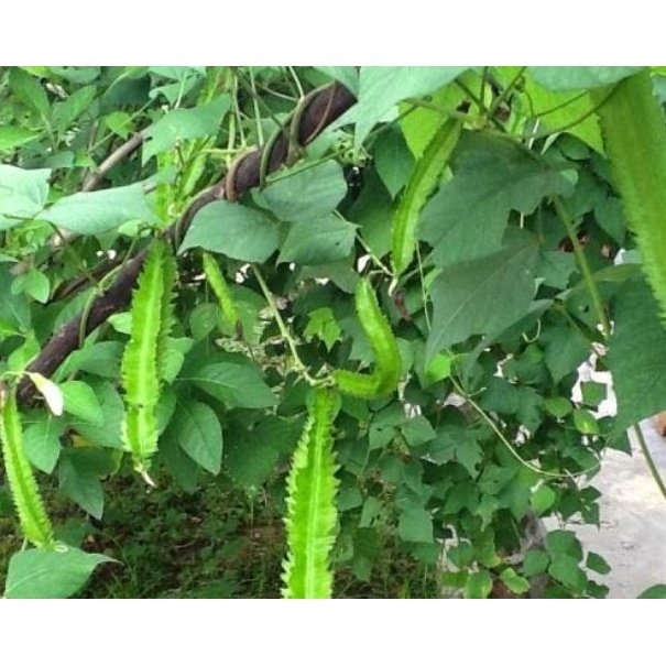 BIJI BENIH KACANG BOTOL 8Pcs RENEK / ASAPARAGUS PEA BOLEH TANAM DALAM PASU kacang kelisa vegetable seed 四角豆种子蔬菜種子 sayur - Image 3