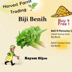 Biji Benih Bayam Hijau Bulat 3000Biji Vegetable Seed Green 沙拉菜种子 Family Seeds Salad Plant Seed
