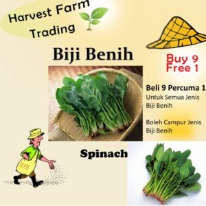 300Pcs +- Benih Spinach / 菠菜种子 Spinach seed vegetable seed benih sayur sayuran benih sayur Seeds Vegetables Seeds