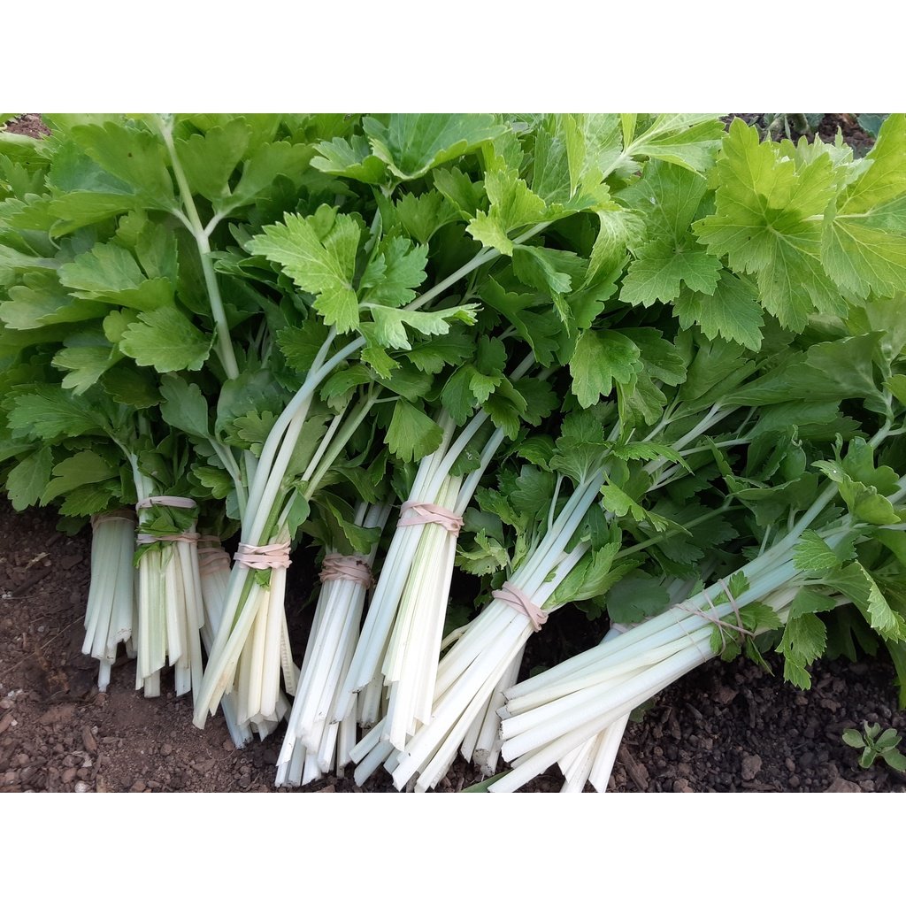 Biji Benih Daun Sup Putih 200Pcs+- white celery seeds benih Saderi putih Daun Sup Batang Putih 白芹種子蔬菜种子 sayur vegetables - Image 8