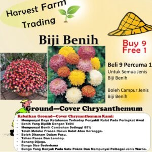 Biji Benih Ground—Cover Chrysanthemum flower seed bunga daisy dahlia rose sunflower vegetables seeds 地被菊种子蔬菜花種子 pokok