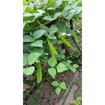 BIJI BENIH KACANG BOTOL 8Pcs RENEK / ASAPARAGUS PEA BOLEH TANAM DALAM PASU kacang kelisa vegetable seed 四角豆种子蔬菜種子 sayur - Image 2