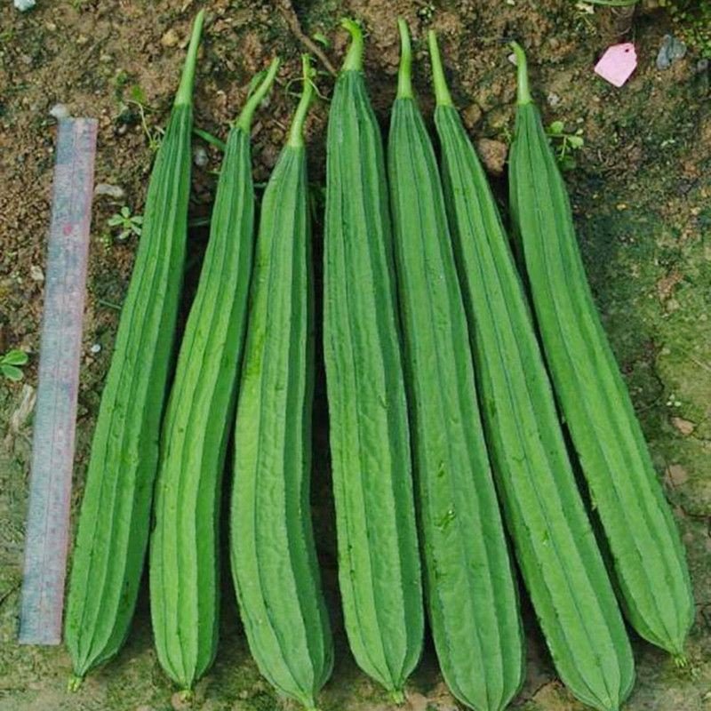Biji Benih Petola Segi 6Pcs benih Petola panjang Luffa seeds vegetetables seed petola bantal sabut 蔬菜種子种子丝瓜 sayur sayura - Image 4
