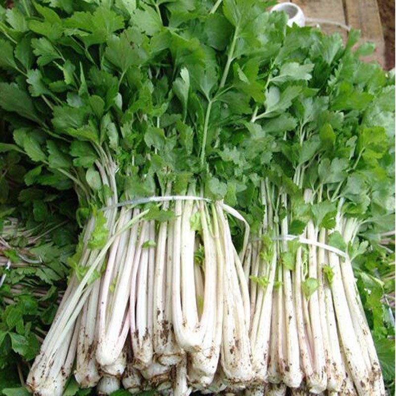 Biji Benih Daun Sup Putih 200Pcs+- white celery seeds benih Saderi putih Daun Sup Batang Putih 白芹種子蔬菜种子 sayur vegetables - Image 3