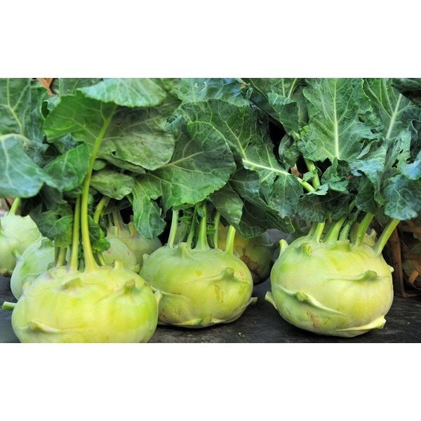 Biji Benih Lobak Hijau 20 Pcs +- German turnip seeds vegetables benih sayur sayuran 大头菜種子 蔬菜種子 benih kohlrabi hijau vege - Image 2