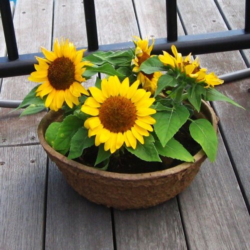 10Pcs Seed Multi Head Drawf Biji benih Sunflower Bunga Matahari Renek Cabang Banyak 矮杆多头向日葵 Pot Sunflower Seeds Bunga - Image 2
