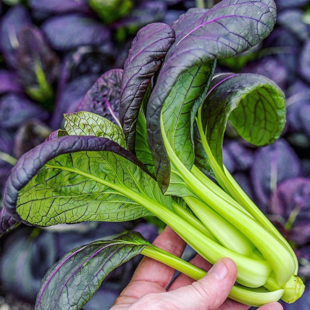 Biji Benih Pak Choy Ungu 150 Pcs Purple Red Dwarf Pak Choy 紫玉白菜种子 Dark Purple Leaf Bok Choy Pak Choi Seeds Pak Choy daun - Image 2