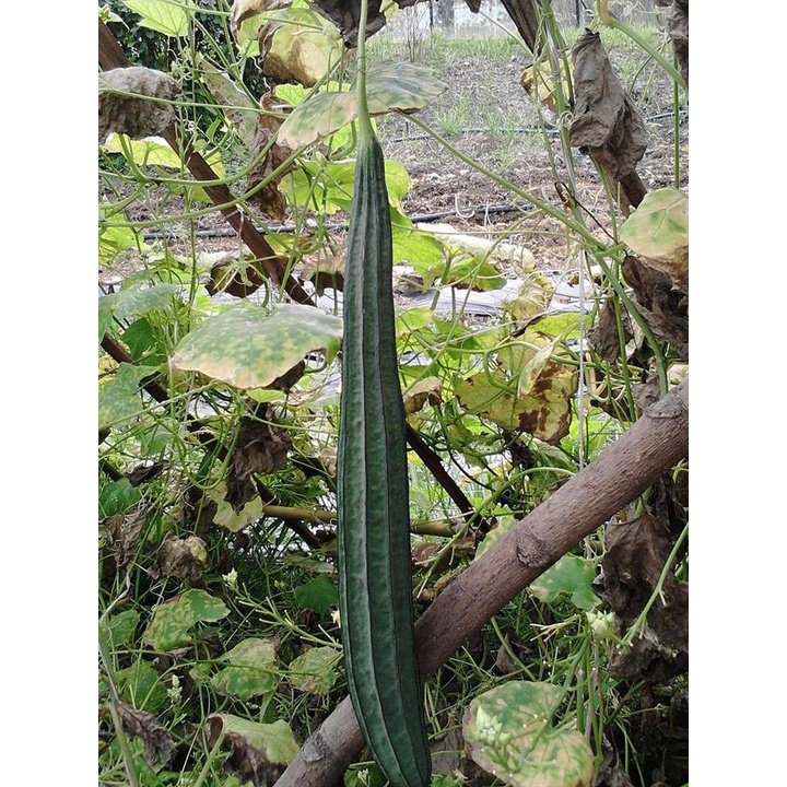 Biji Benih Petola Segi 6Pcs benih Petola panjang Luffa seeds vegetetables seed petola bantal sabut 蔬菜種子种子丝瓜 sayur sayura - Image 6