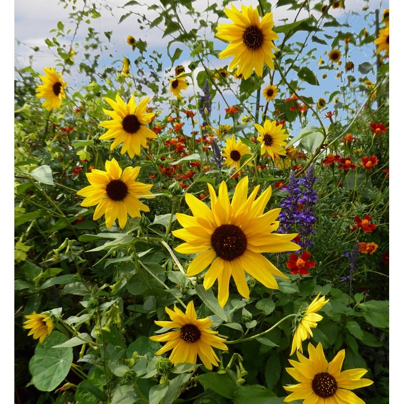 10Pcs Seed Helianthus annuus Sunflower Biji Benih bunga matahari common sunflower seeds 观赏向日葵种子 Ornamental sunflower - Image 6