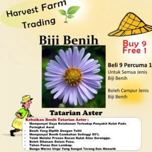 Biji Benih aster tatarian bunga aster anak pokok flower seed vegetable seeds 紫菀种子花種子 aster seed sunflower dahlia zinnia