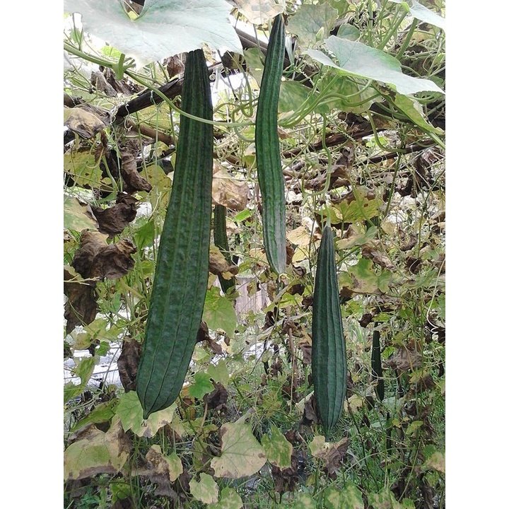 Biji Benih Petola Segi 6Pcs benih Petola panjang Luffa seeds vegetetables seed petola bantal sabut 蔬菜種子种子丝瓜 sayur sayura - Image 7