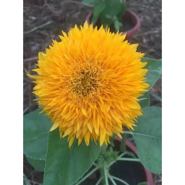 10Pcs Biji Benih Bunga Matahari Teddy bear Sunflower seed 玩具熊向日葵种子 TEDDY SUNFLOWER SEEDS Flower seeds TEDDYBEAR Seeds - Image 2
