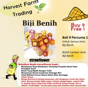 Biji Benih Strawflower Mixed 25Pcs +- Benih Bunga hiasan 麦秆菊蜡菊种子四季耐热花種子 sunflower seeds dahlia seed zinnia matahari rose