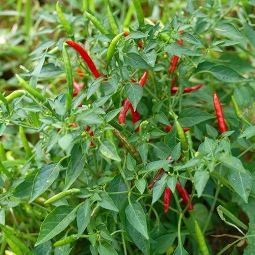 Biji Benih Cili Api 25 Biji Vegetable Seed Chili seeds 大小辣椒种子蔬菜種子 Plant padi kampung besar pedas kangkung pokok sayuran - Image 8