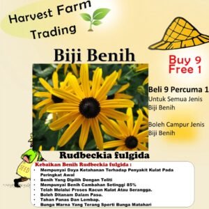 Biji Benih Rudbeckia fulgida 30Pcs Anak Pokok bunga Sayur sayuran daisy kangkung 全缘金光菊种子花蔬菜树種子 flower vegetable seeds