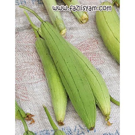 Biji Benih Petola Ular 10Pcs Bantal Luffa Sponge Gourd Seeds 蔬菜種子丝瓜种子 vegetable seed Sayur sayuran petula pelbagai segi - Image 3