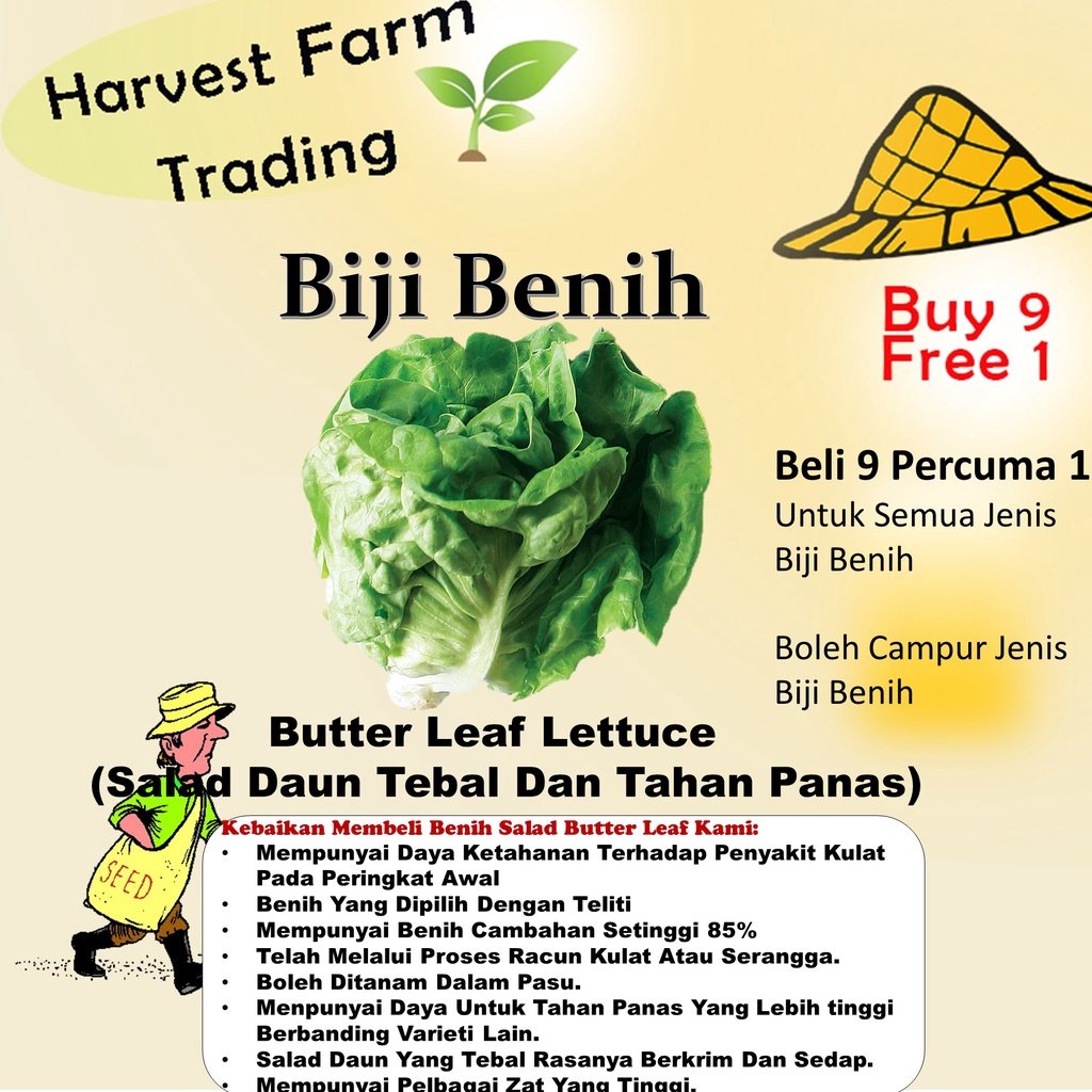 Biji Benih Salad Butterhead 300Pcs +- Butter leaf lettuce seed 奶油生菜种子 Vegetable seeds benih sayur sayuran baja seeds ros