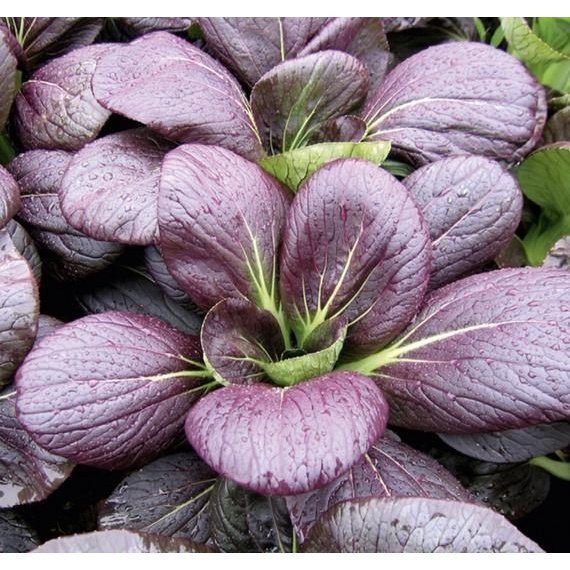 Biji Benih Pak Choy Ungu 150 Pcs Purple Red Dwarf Pak Choy 紫玉白菜种子 Dark Purple Leaf Bok Choy Pak Choi Seeds Pak Choy daun - Image 5