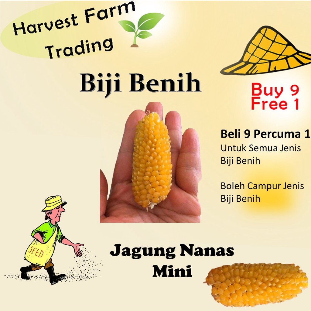 14Pcs Seed Mini Pineapple Corn Benih Jagung Nanas 迷你黄梨形玉米种子 vegetable seeds benih jagung mini vegetables corn seeds 小玉米