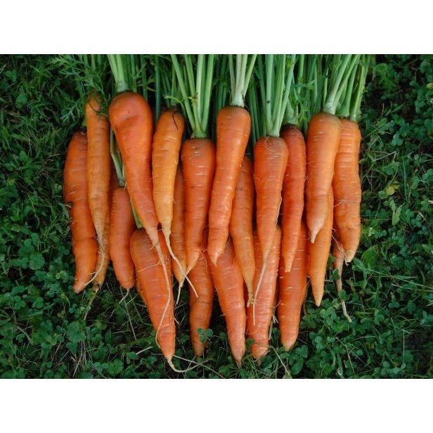 Biji Benih Lobak Merah 250pcs 蔬菜种子红萝卜種子菜籽 red carrot seed Raddish seeds kangkung sayur sayuran hijau pelbagai vegetables - Image 5