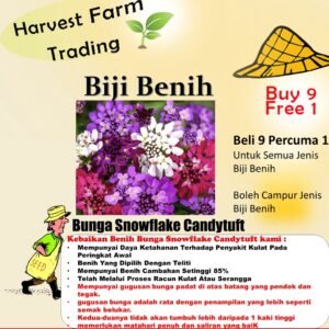 Biji Benih Bunga Candytuft Mix Colours 50pcs +- 蜂室花籽 snowflake Candytuft Flower seeds sunflower seed 四季耐热花种子 種子 dahlia