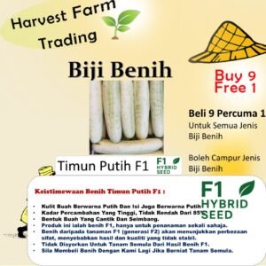 Biji Benih Timun Putih F1 10Pcs +- white cucumber seed fruit seeds vegetable seed benih sayur sayuran buah buahan白黄瓜种子