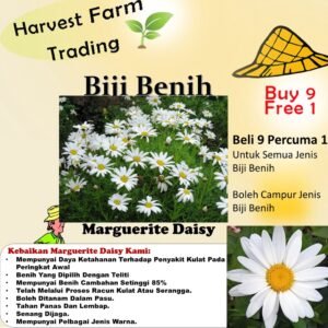 Biji Benih Bunga Daisy Marguerite 30Pcs+- Daisy Seed flower seeds sunflower dahlia zinnia matahari 茼蒿菊种子四季耐热玫瑰蔬菜花種子 ros