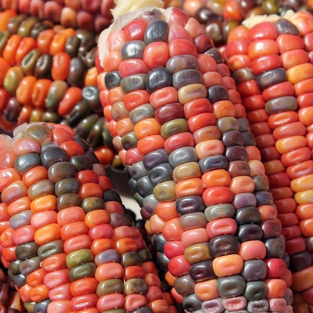 Biji Benih Jagung Warna Warni 14Pcs Corn seeds Vegetable seed benih sayur sayuran vege seed benih buah pokok 彩色玉米种子蔬菜種子 - Image 6