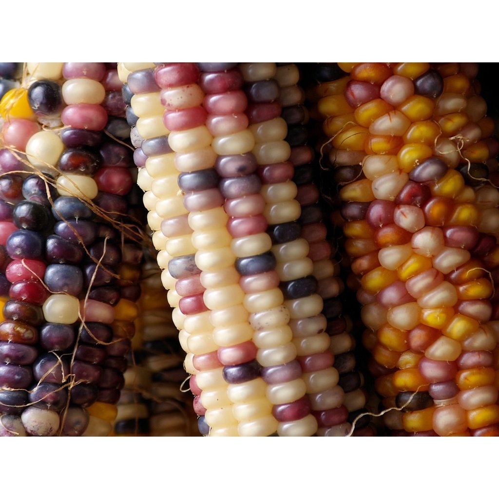 Biji Benih Jagung Warna Warni 14Pcs Corn seeds Vegetable seed benih sayur sayuran vege seed benih buah pokok 彩色玉米种子蔬菜種子 - Image 7