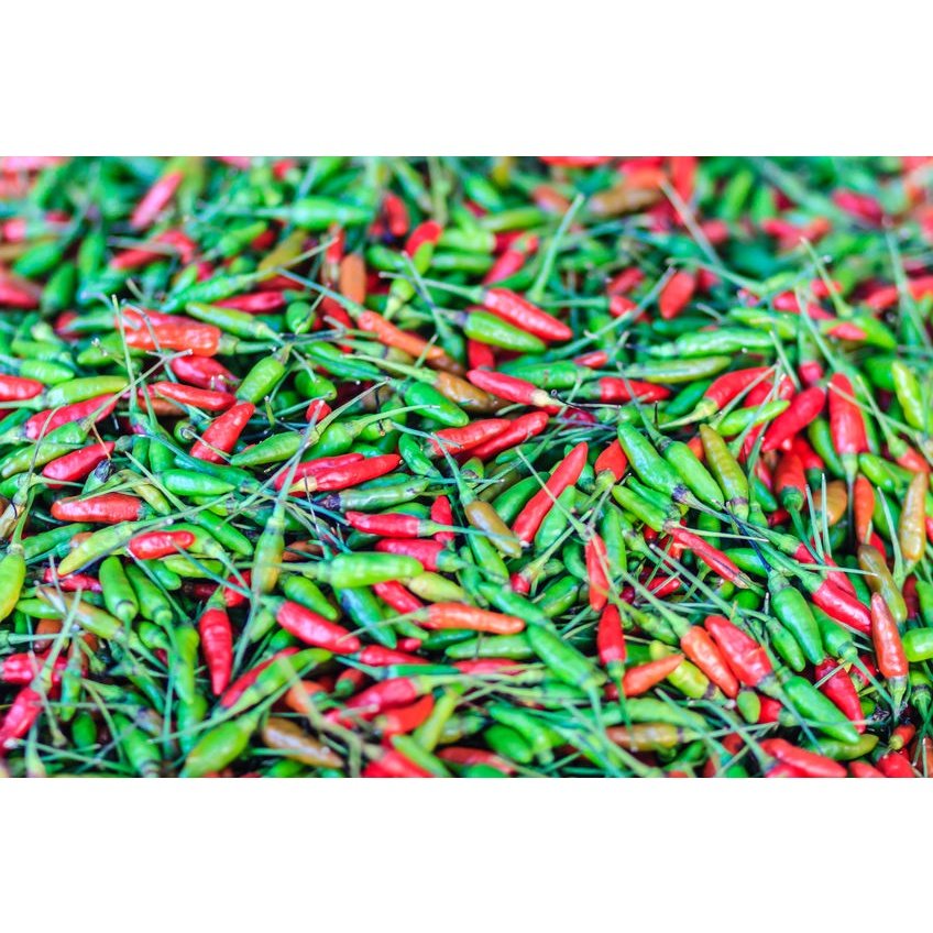 Biji Benih Cili Api 25 Biji Vegetable Seed Chili seeds 大小辣椒种子蔬菜種子 Plant padi kampung besar pedas kangkung pokok sayuran - Image 7