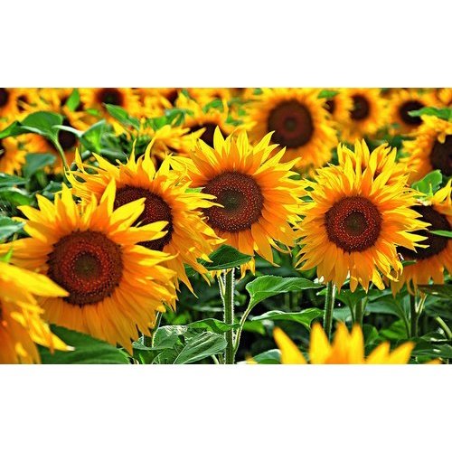 10Pcs Seed Helianthus annuus Sunflower Biji Benih bunga matahari common sunflower seeds 观赏向日葵种子 Ornamental sunflower - Image 2