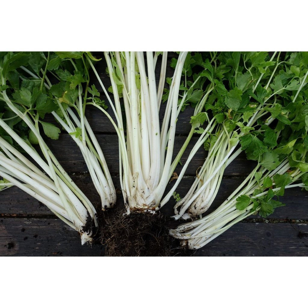 Biji Benih Daun Sup Putih 200Pcs+- white celery seeds benih Saderi putih Daun Sup Batang Putih 白芹種子蔬菜种子 sayur vegetables - Image 9