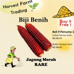 Benih jagung merah 14 pcs Sweet Ruby Red Corn Rare Benih Jagung Manis Merah甜红玛瑙玉米 Biji Benih Jagung Merah red corn seeds