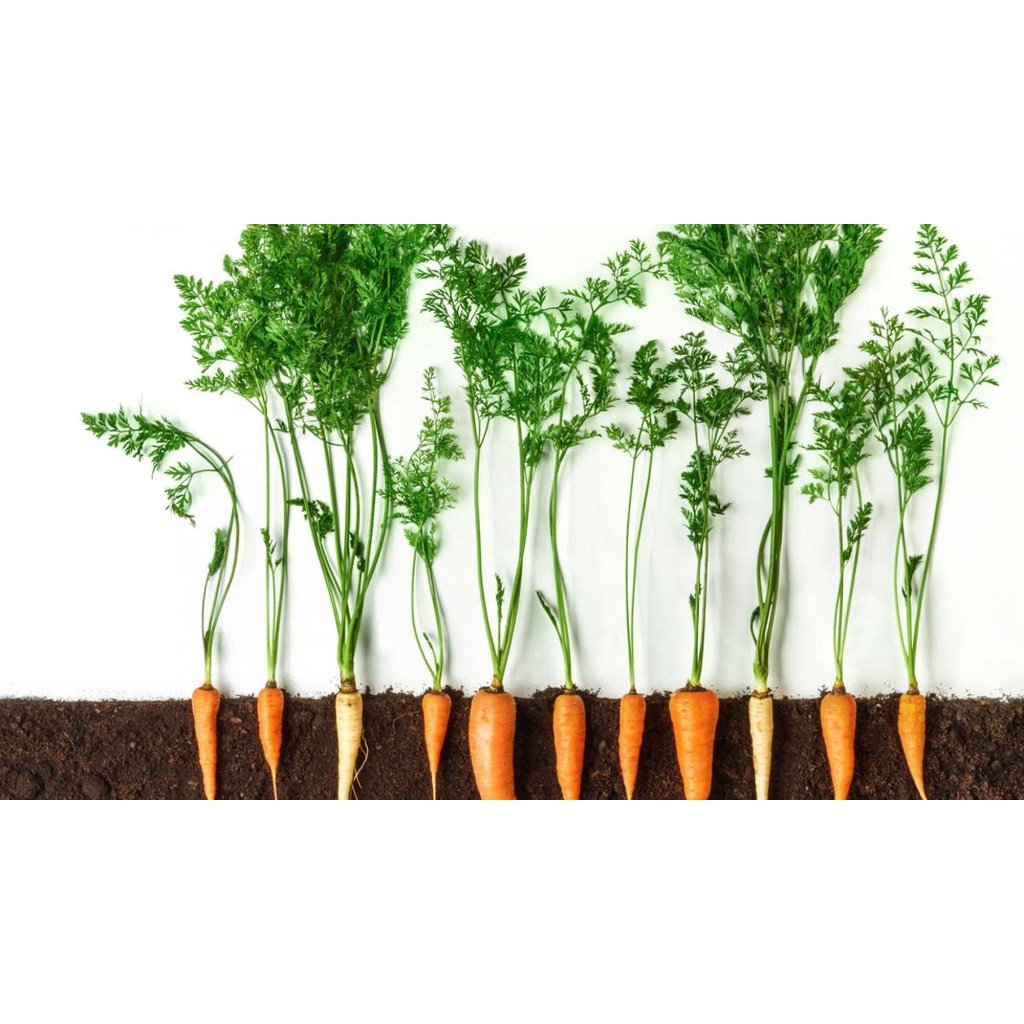 Biji Benih Lobak Merah 250pcs 蔬菜种子红萝卜種子菜籽 red carrot seed Raddish seeds kangkung sayur sayuran hijau pelbagai vegetables - Image 6
