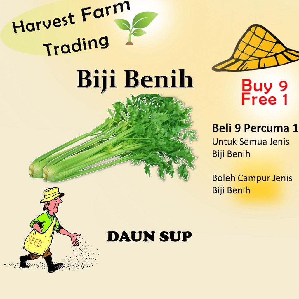 Biji Benih Daun Sup 1000 Biji Vegetable Seed Celery Celery 芹菜种子 Family Seeds Plant Seed