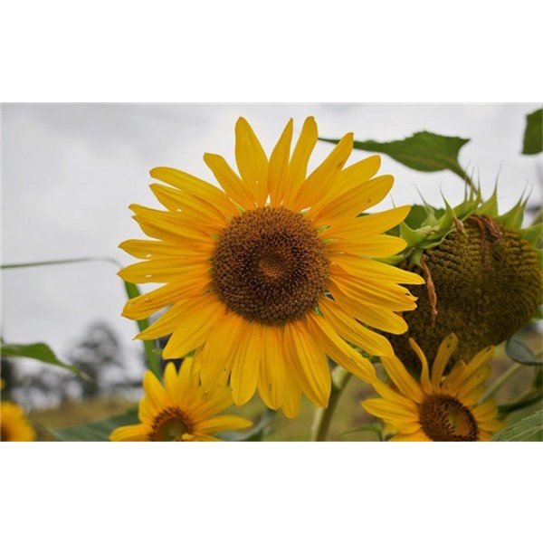 10Pcs seed sunflower toothpick sunflower biji benih bunga matahari sunflower seeds 牙签向日葵穜子 向日葵种子 Flower Seed Vegetables - Image 5
