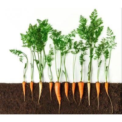 Biji Benih Lobak Merah 250pcs 蔬菜种子红萝卜種子菜籽 red carrot seed Raddish seeds kangkung sayur sayuran hijau pelbagai vegetables - Image 4