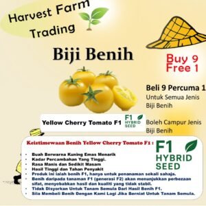 Biji Benih Cherry Tomato Kuning F1 25 Pcs+- yellow cherry tomato seed benih buah cherry tomato 黄圣女番茄种子 小番茄种子 plant seed