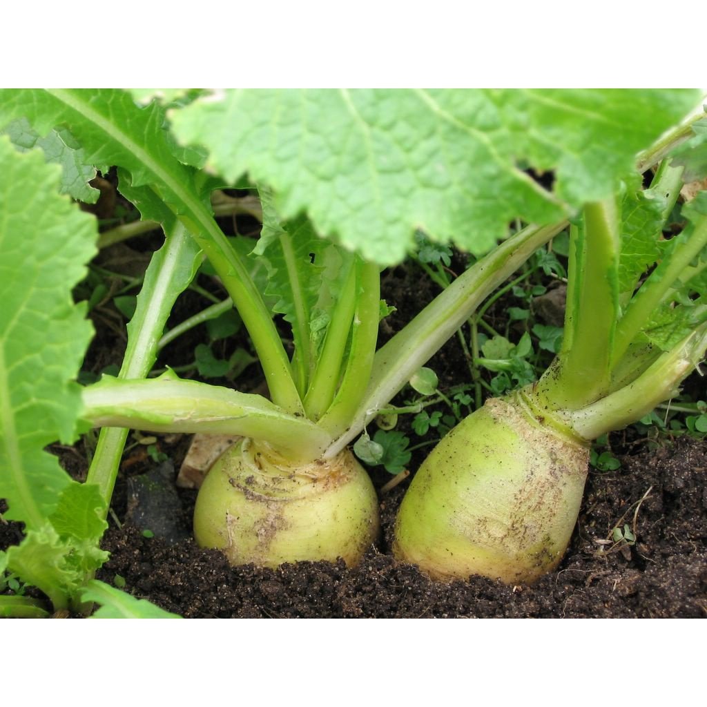 Biji Benih Lobak Hijau 20 Pcs +- German turnip seeds vegetables benih sayur sayuran 大头菜種子 蔬菜種子 benih kohlrabi hijau vege - Image 4