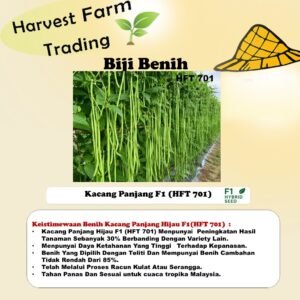 Biji Benih Kacang Panjang Hijau F1 200Gram HFT 701 长豆角种子杂交豇豆种子 long bean seed yardlong bean seeds
