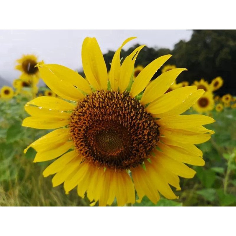 10Pcs seed sunflower toothpick sunflower biji benih bunga matahari sunflower seeds 牙签向日葵穜子 向日葵种子 Flower Seed Vegetables - Image 4